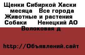 Щенки Сибиркой Хаски 2 месяца - Все города Животные и растения » Собаки   . Ненецкий АО,Волоковая д.